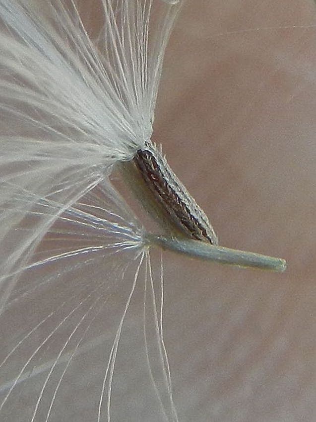 Senecio inaequidens